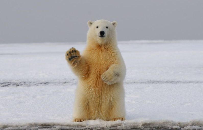 Polar Bear - polar bear on snow covered ground during daytime